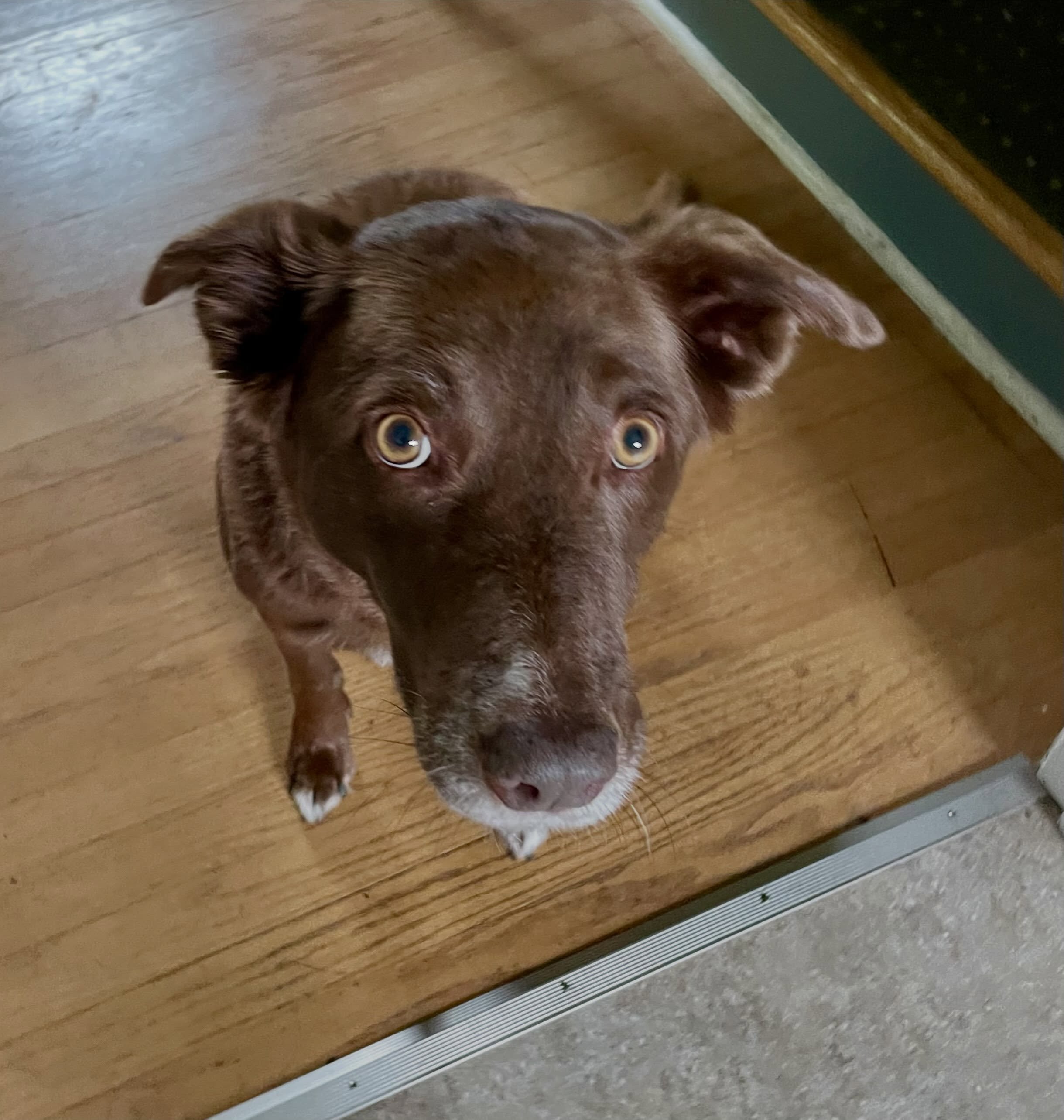 Packing up for a big New England weekend with Dead to the Core, and I&rsquo;m getting the look from Ezma... (OK, I also was holding a piece of cheese.)

Hope to see some of you at...
8.21 Brooklyn CT @littledipperct
8.22 Cambridge MA @clubpassim 
8.2