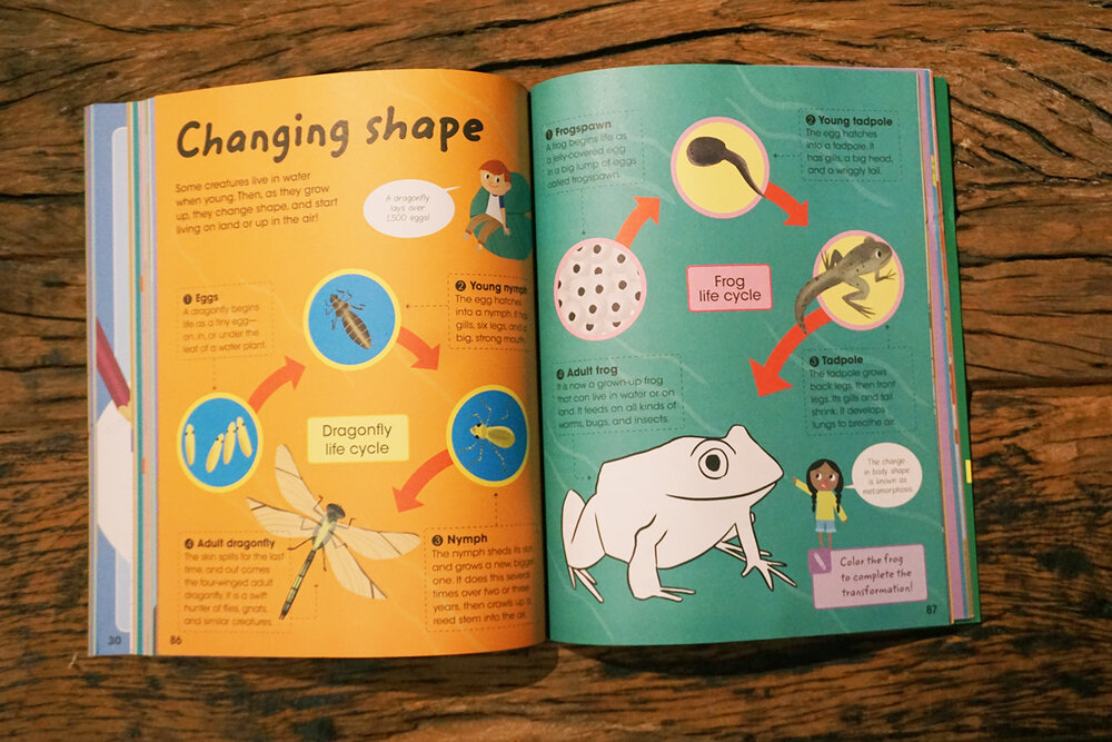 Frog Life Cycle: A Fascinating Transformation Journey