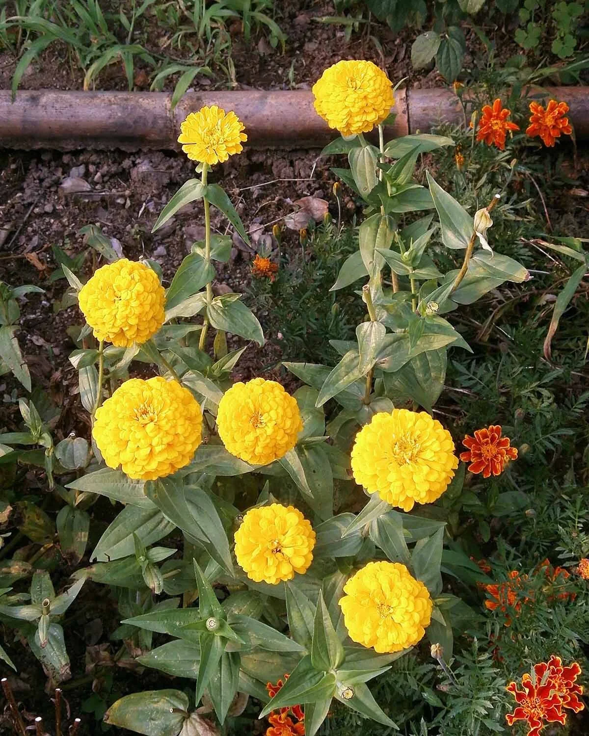 Nomi E Immagini Di 16 Fantastici Fiori Gialli Da Giardino E Balcone