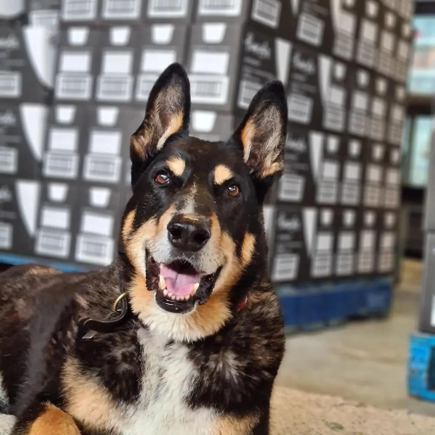 Rascals Treats - Australian Dog Treats