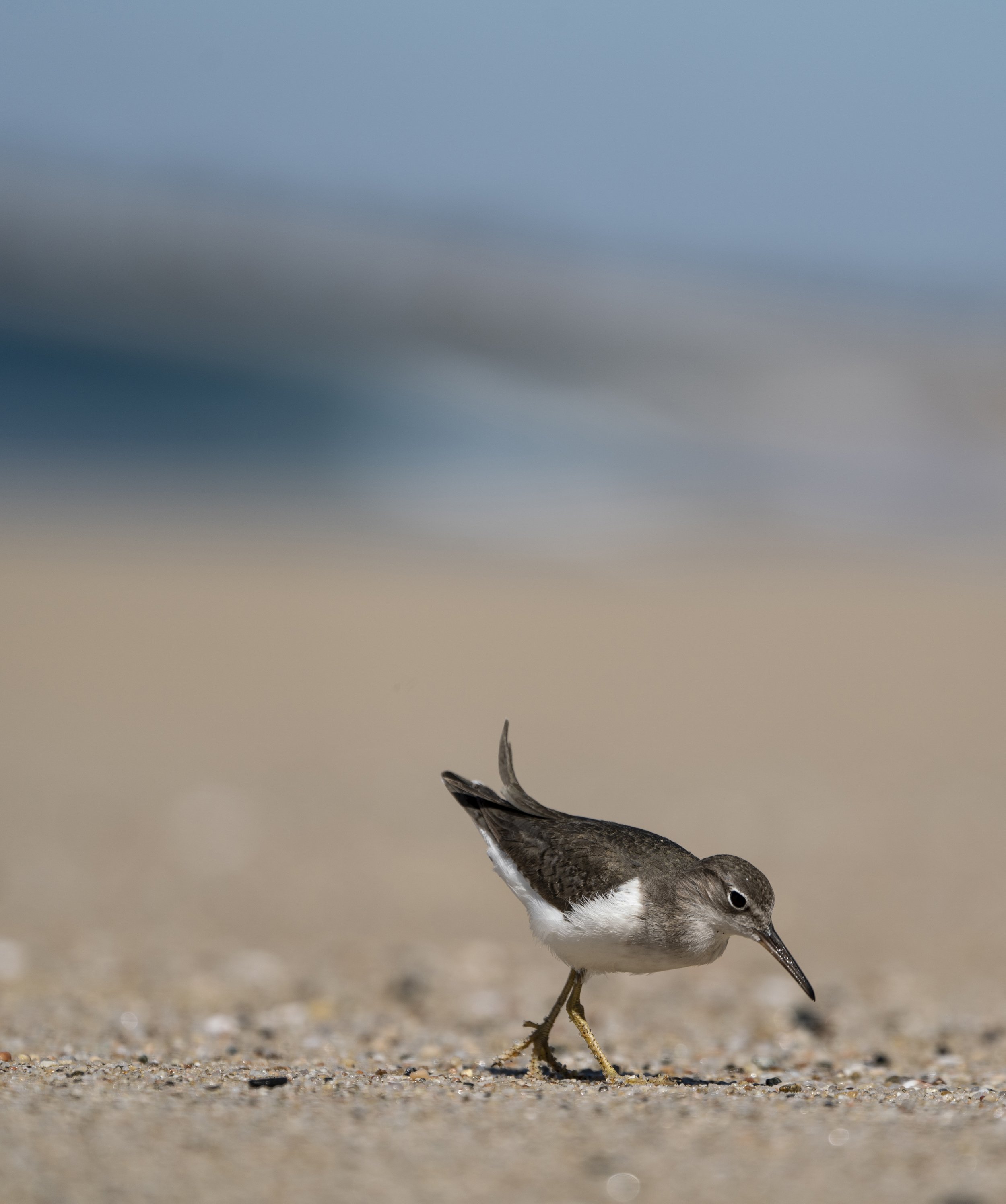 Bird 2.jpg
