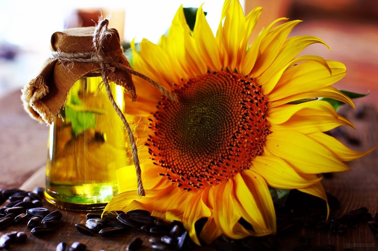 Our body oil is simple but powerfully moisturizing! 

Sunflower oil aids in preventing premature aging and wrinkling of skin and promotes moisture retention 

Aloe Vera is made up of a variety of nutrients and vitamins aided to provide soft, clear &a