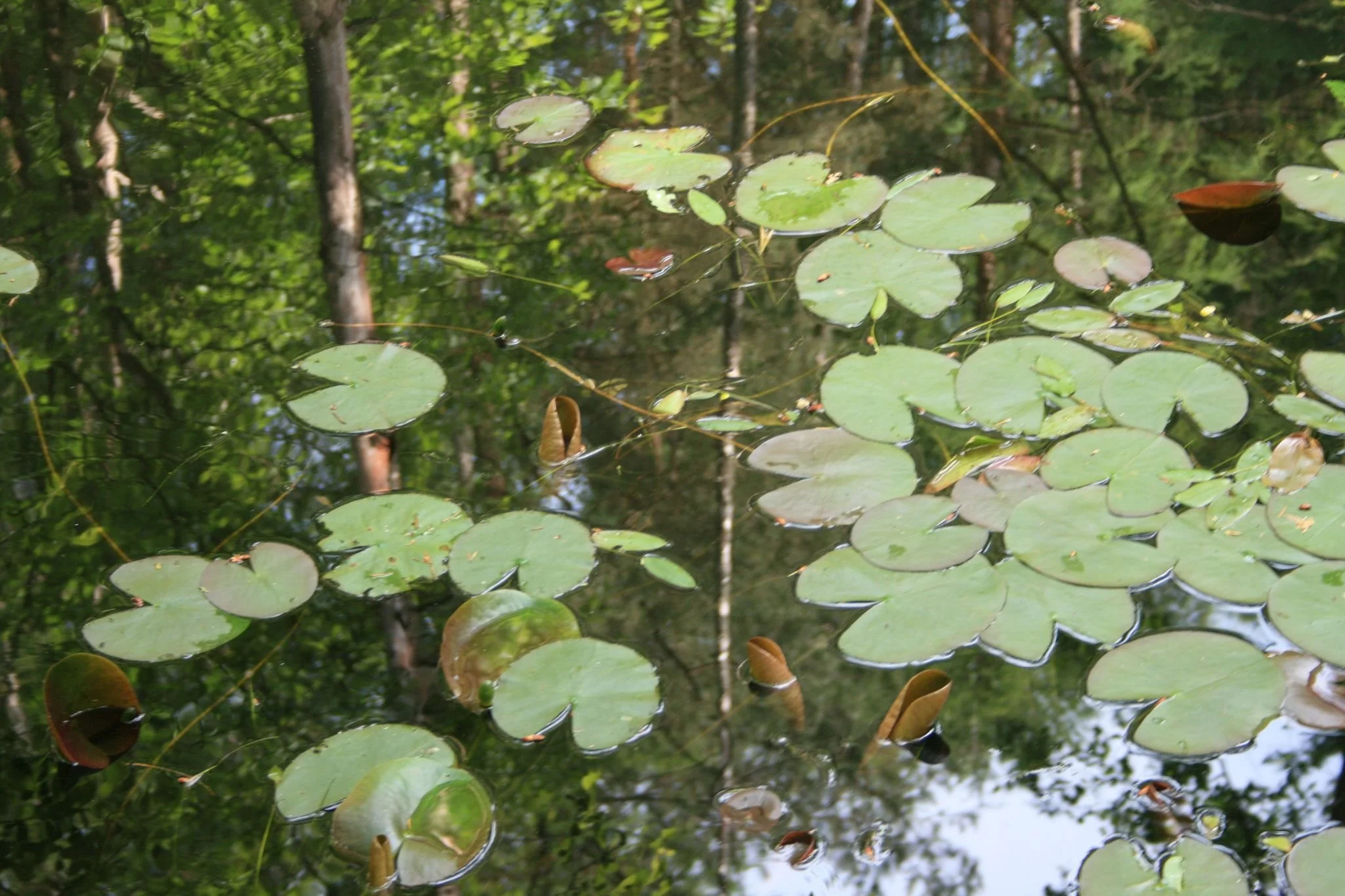 lilly pond.jpeg