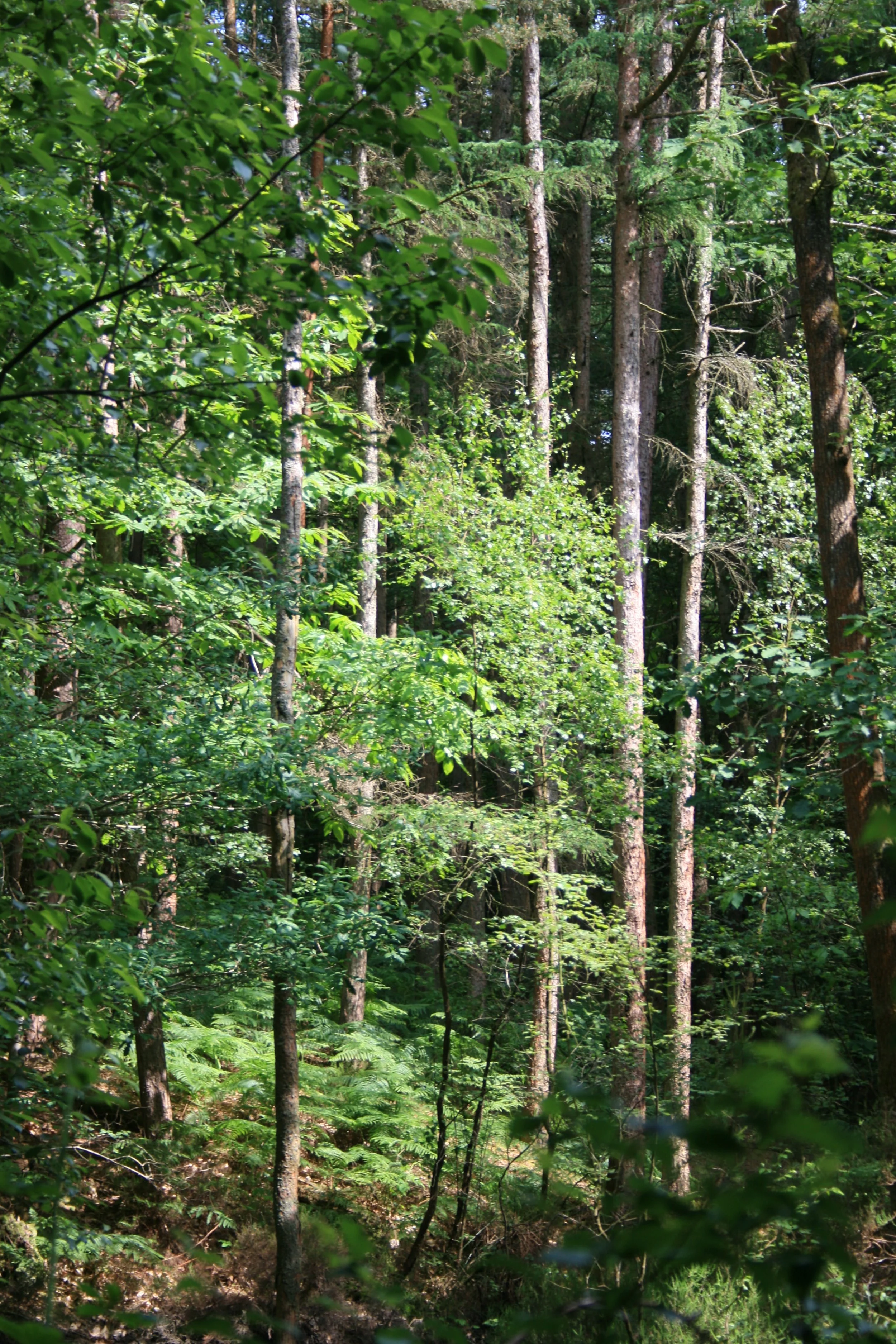 Portrait_Golden Light through Pine trees and canopy.jpeg