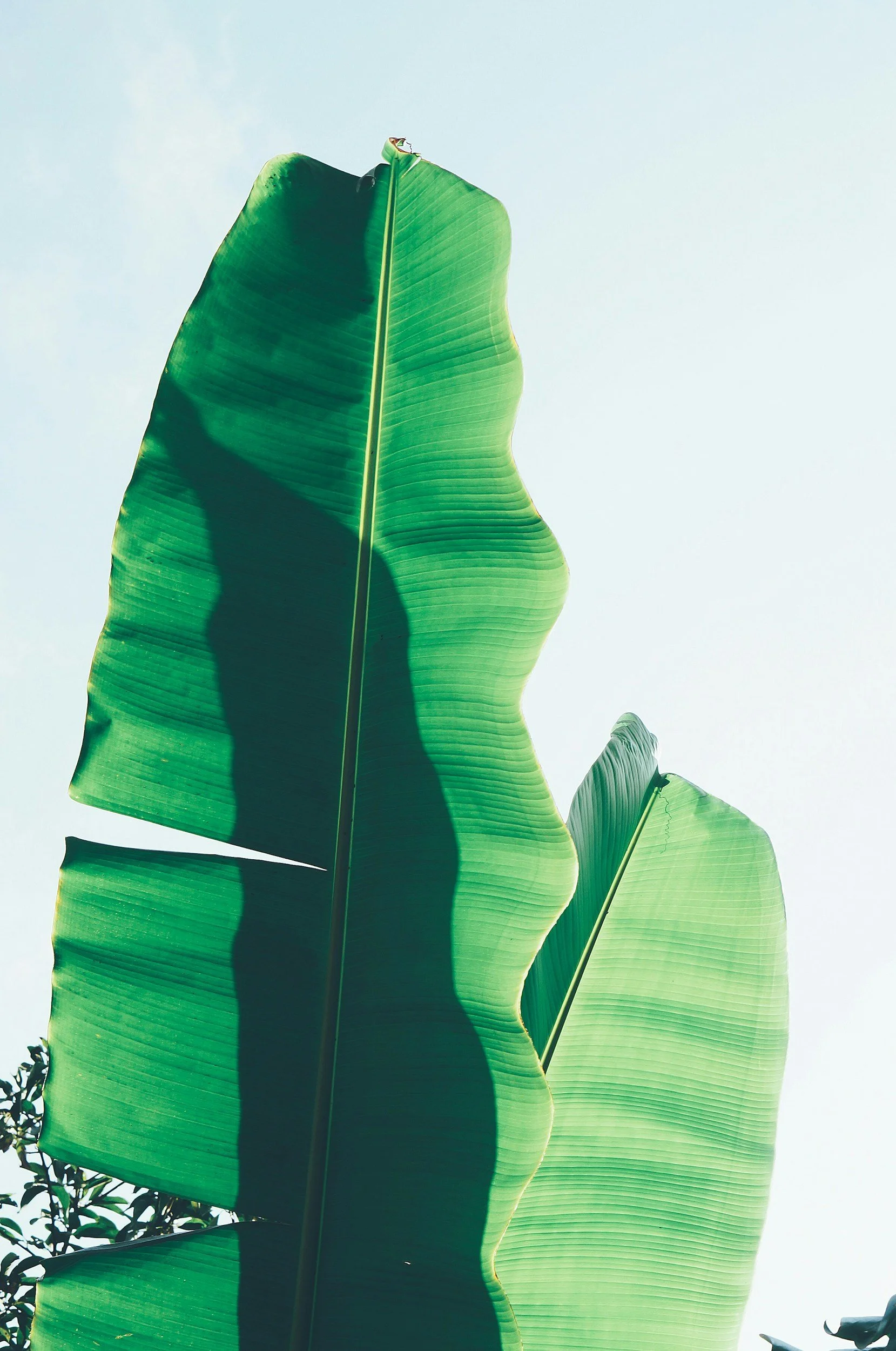 Green SEO: Building Sustainable Digital Strategies That Rank Higher