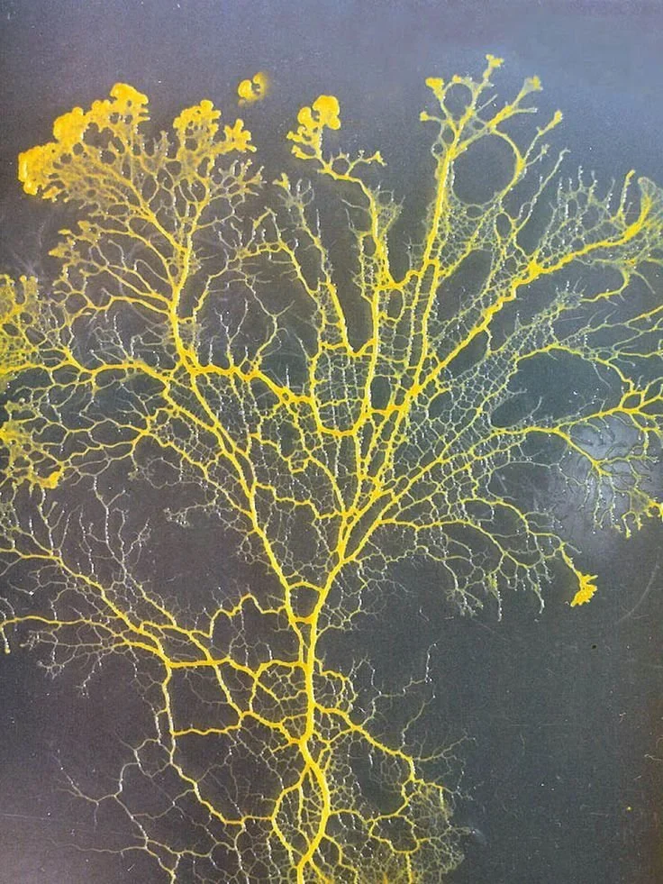 Marketing in the Age of Political Nihilism