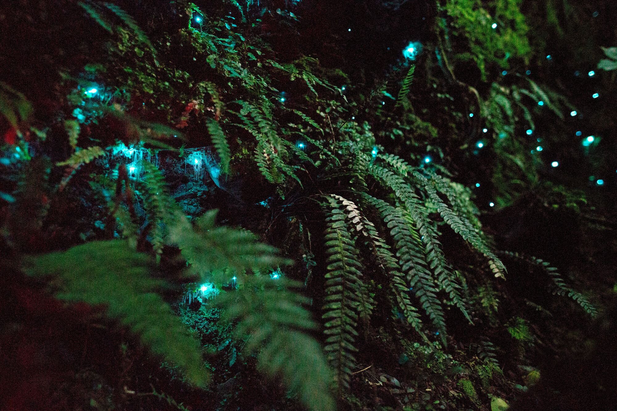 Glow Worms in the Grotto — THE SOURCE otways