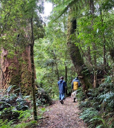 outdoors forest walks.jpeg