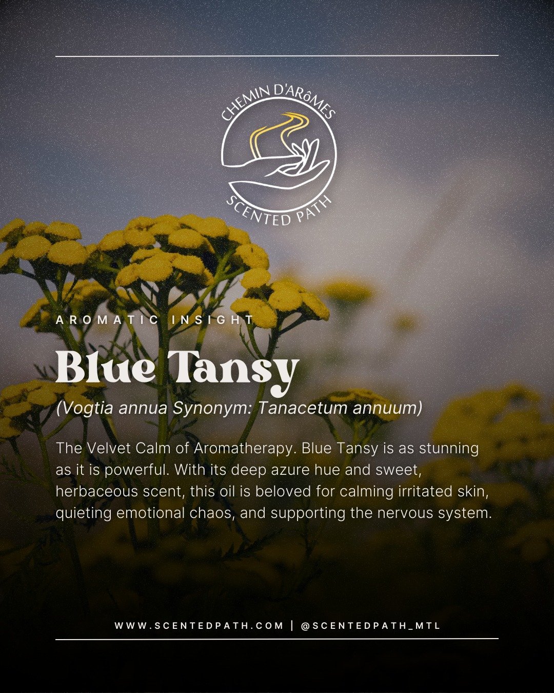 💙 Aromatic Insight – Blue Tansy (Tanacetum annuum) 💙
Botanical Family: Asteraceae
Extraction Method: Steam Distillation
Plant Part Used: Flowering tops
Blue Tansy is a rare gem in the aromatherapy world, known for its deep blue color and cal