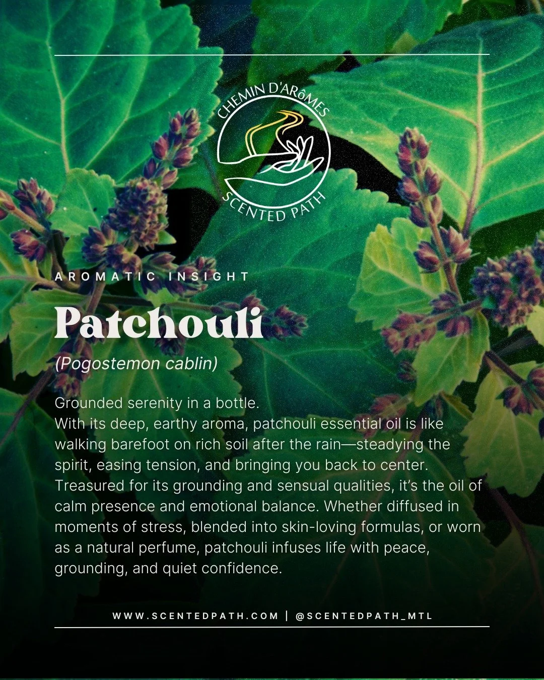 πΏ Aromatic Insight – Patchouli (Pogostemon cablin) πΏ
Botanical Family: Lamiaceae
Extraction Method: Steam Distillation
Plant Part Used: Dried leaves
Earthy, grounding, and deeply rich, patchouli essential oil is instantly recognizable by it