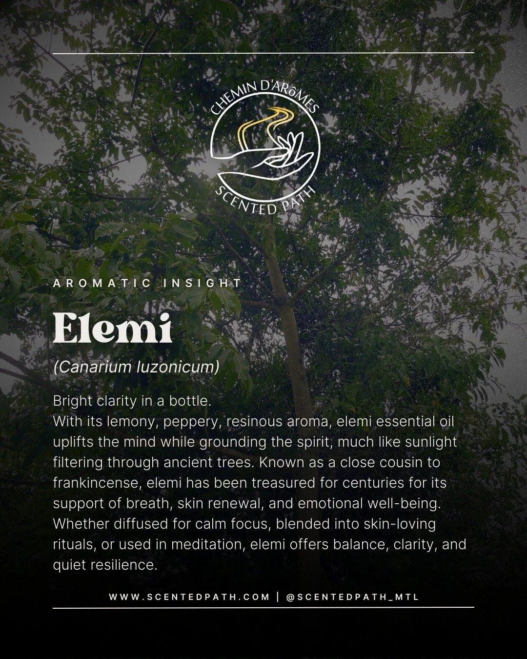🌿 Aromatic Insight – Elemi (Canarium luzonicum)
Botanical Family: Burseraceae
Extraction Method: Steam Distillation
Plant Part Used: Resin
With its bright, lemony, and peppery-resinous aroma, Elemi essential oil has long been valued as a spi