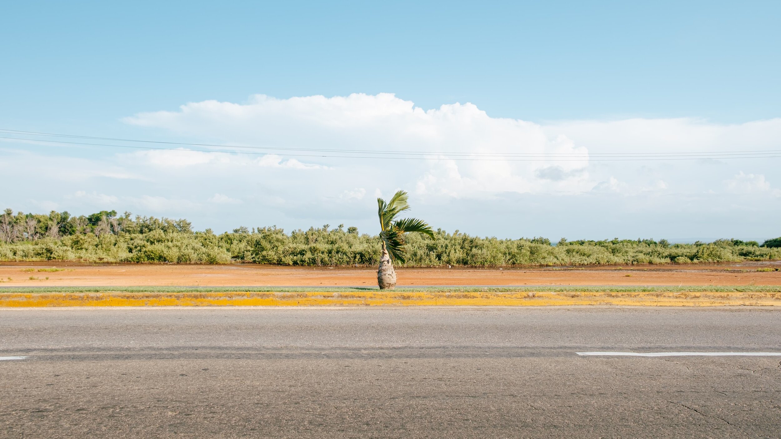Highway Palm Tree
