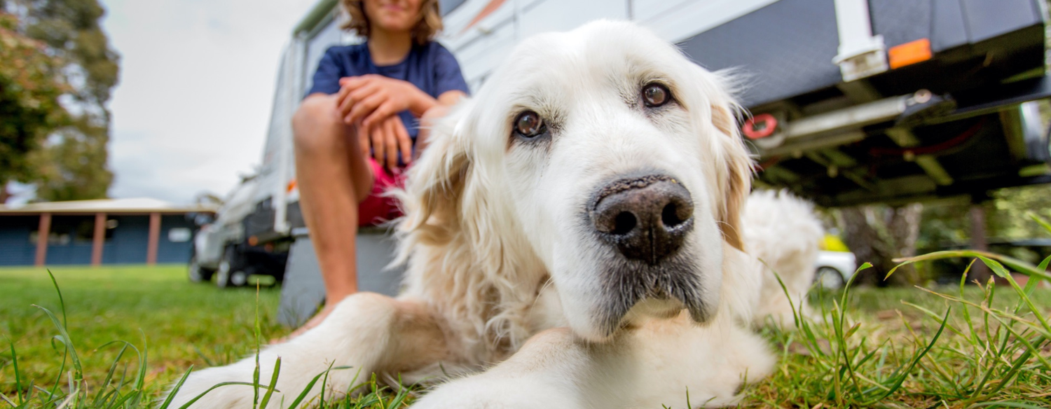 Pet Friendly BIG4 Ulverstone Holiday Park Tasmania