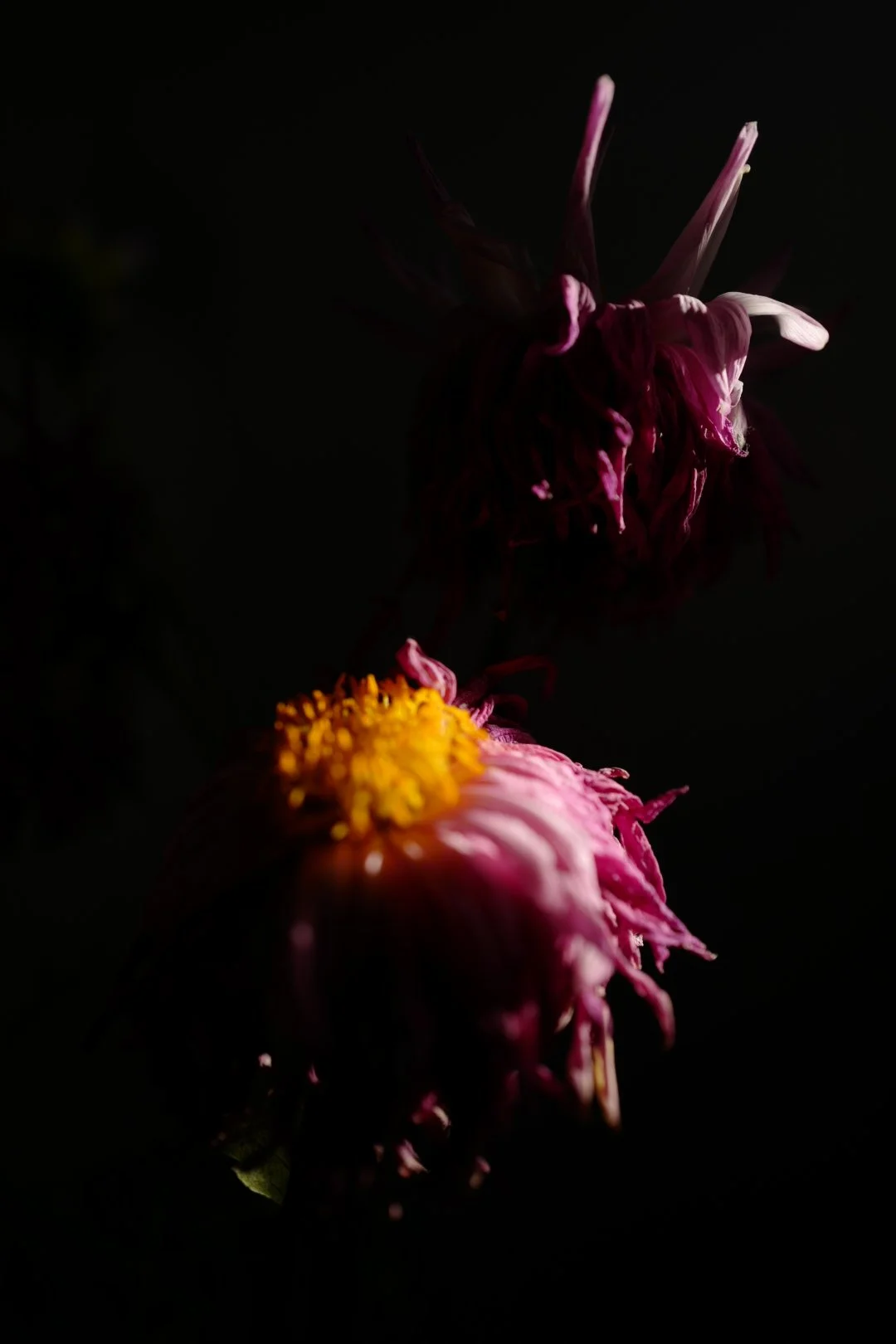 Still Life - Fading Bloom