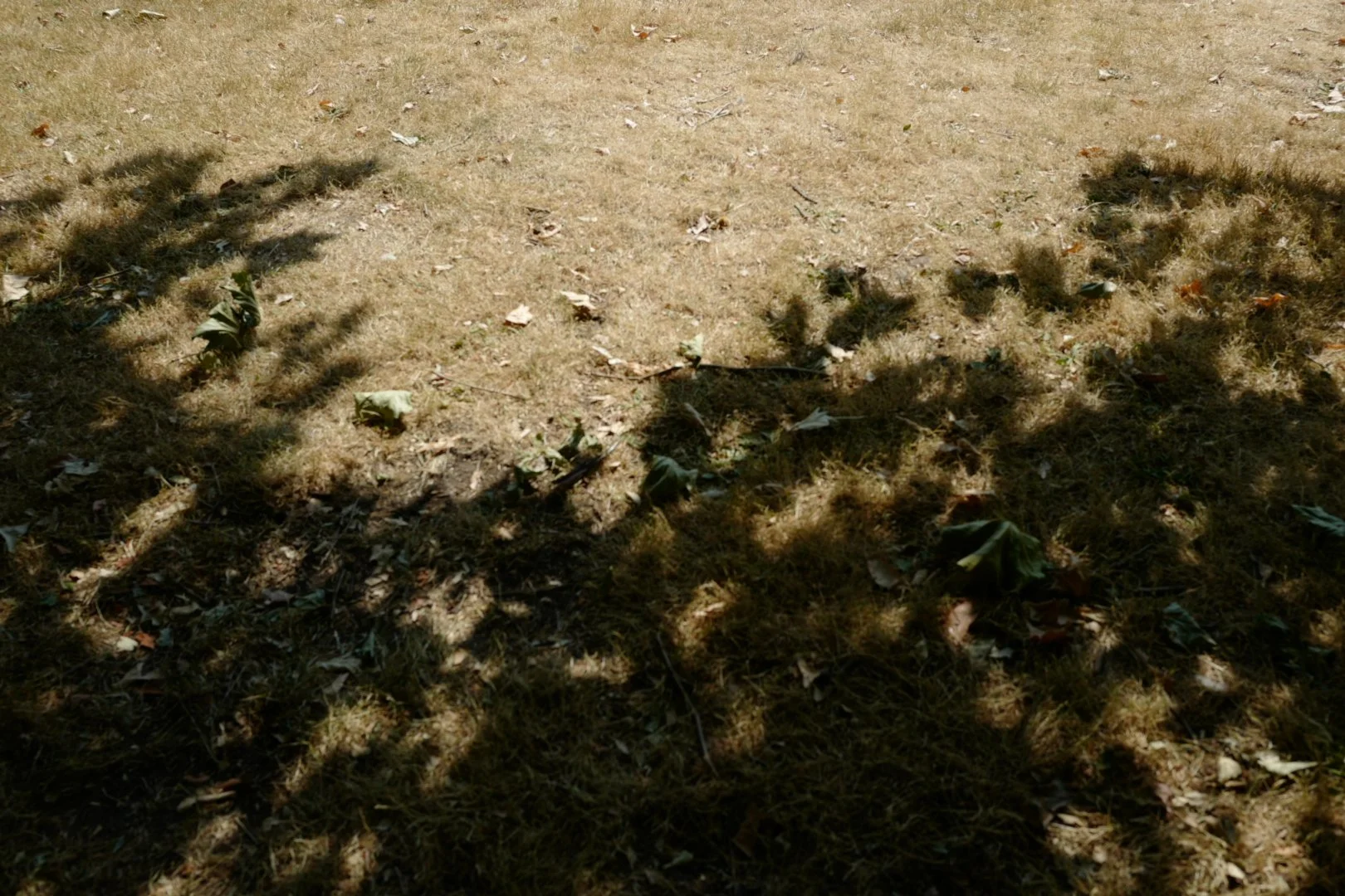 Hottest Day Leaf Shadows V