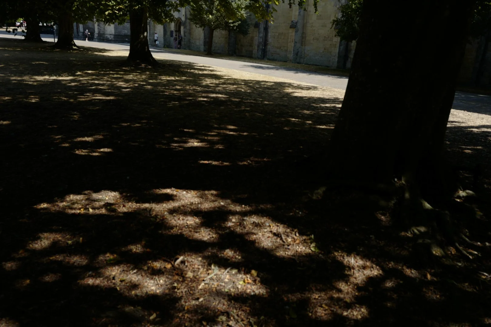 Hottest Day Leaf Shadows II