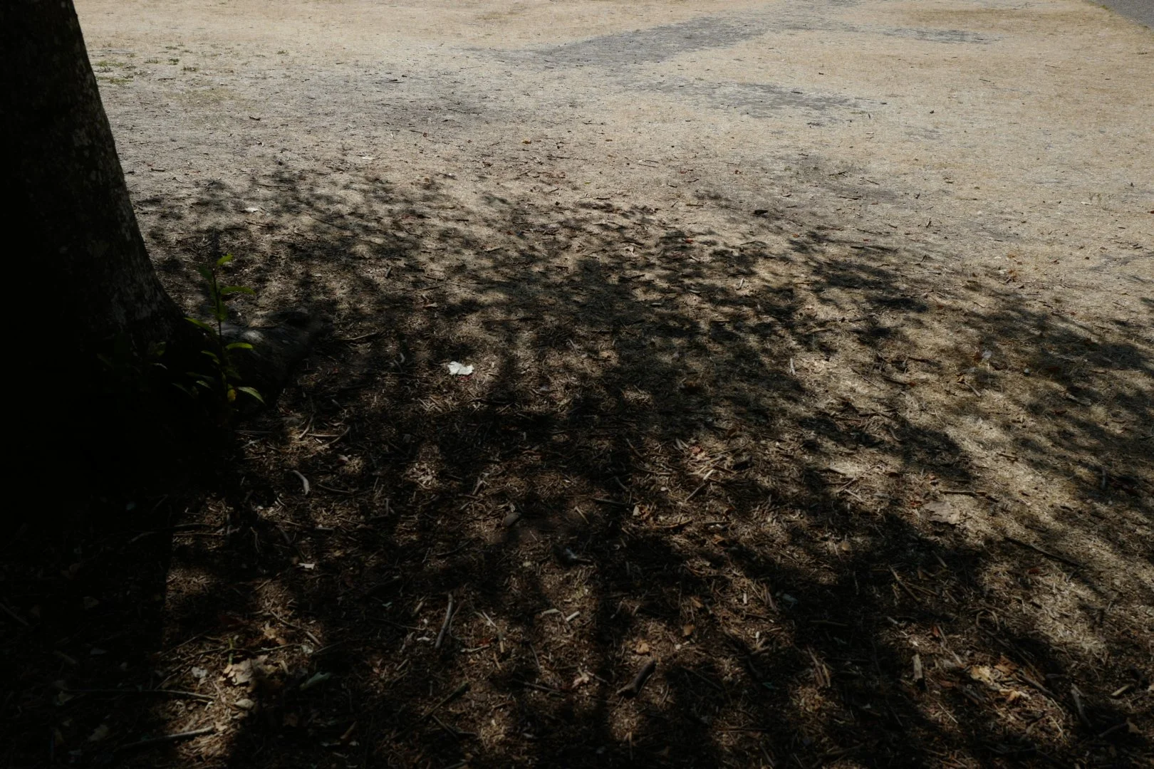 Hottest Day - Leaf Shadows I