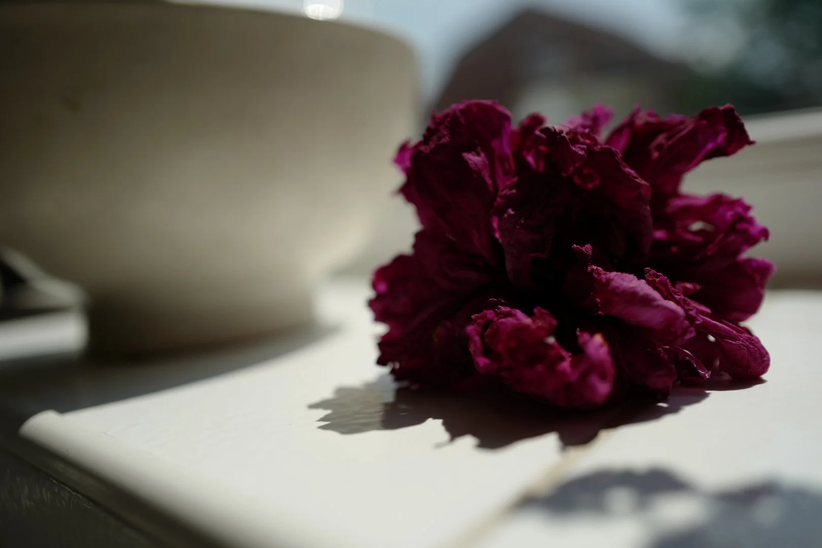 Still Life - Peony