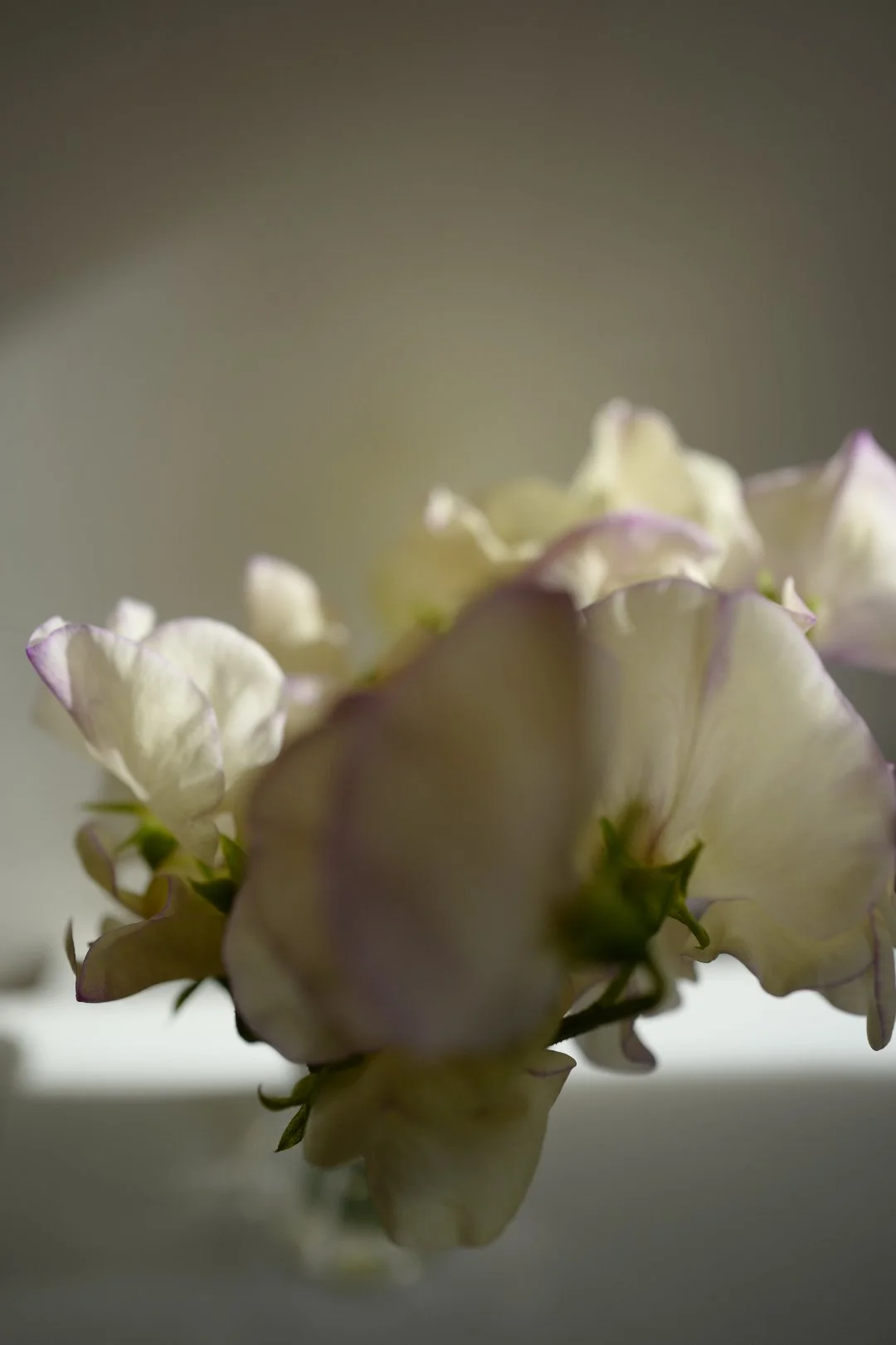 Still Life - Sweet Peas