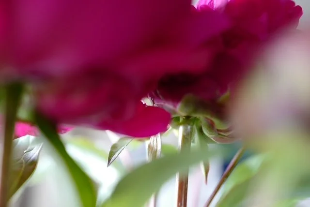 Still Life - Peonies