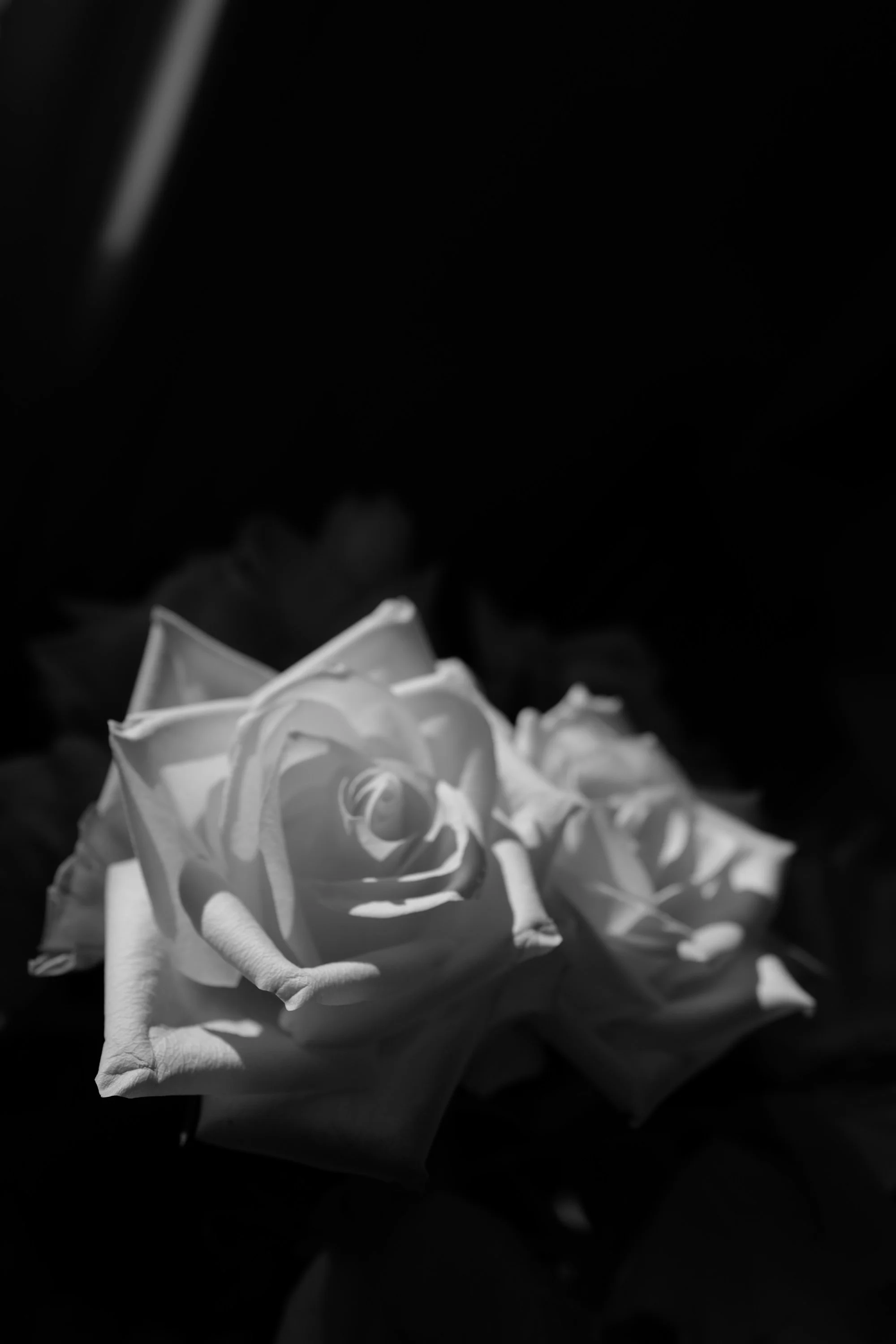 Still Life - Roses