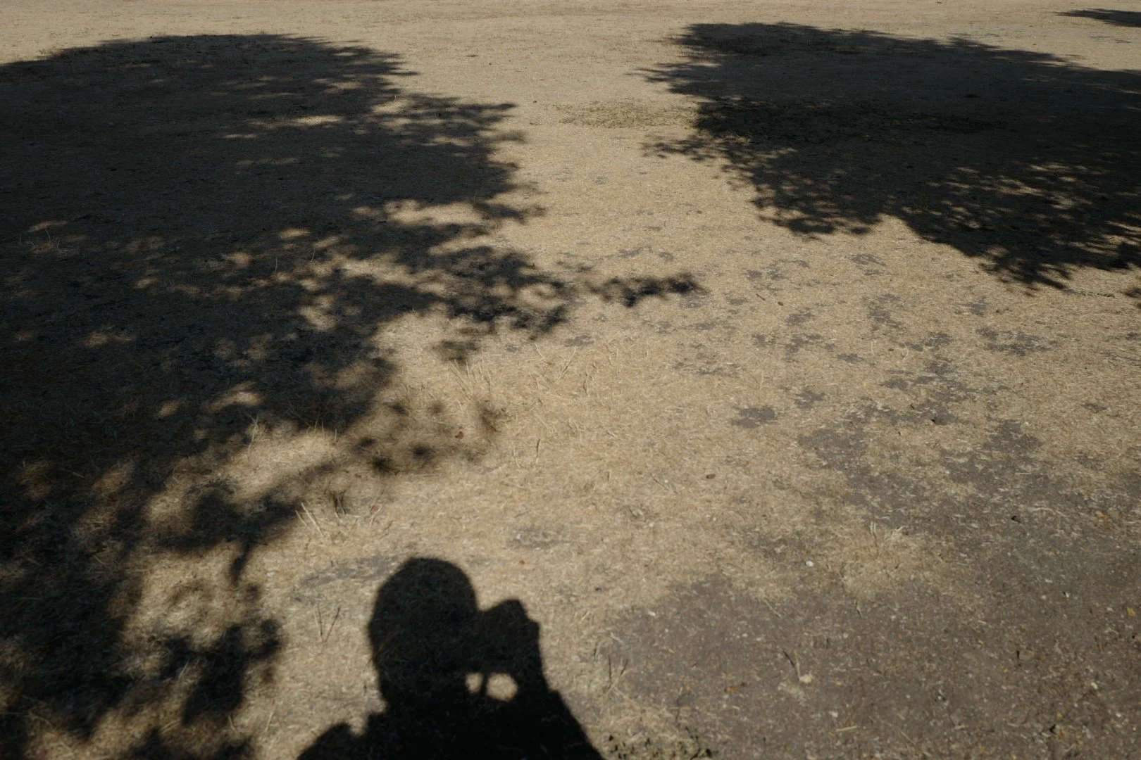 Hottest Day - Leaf & LT Shadows