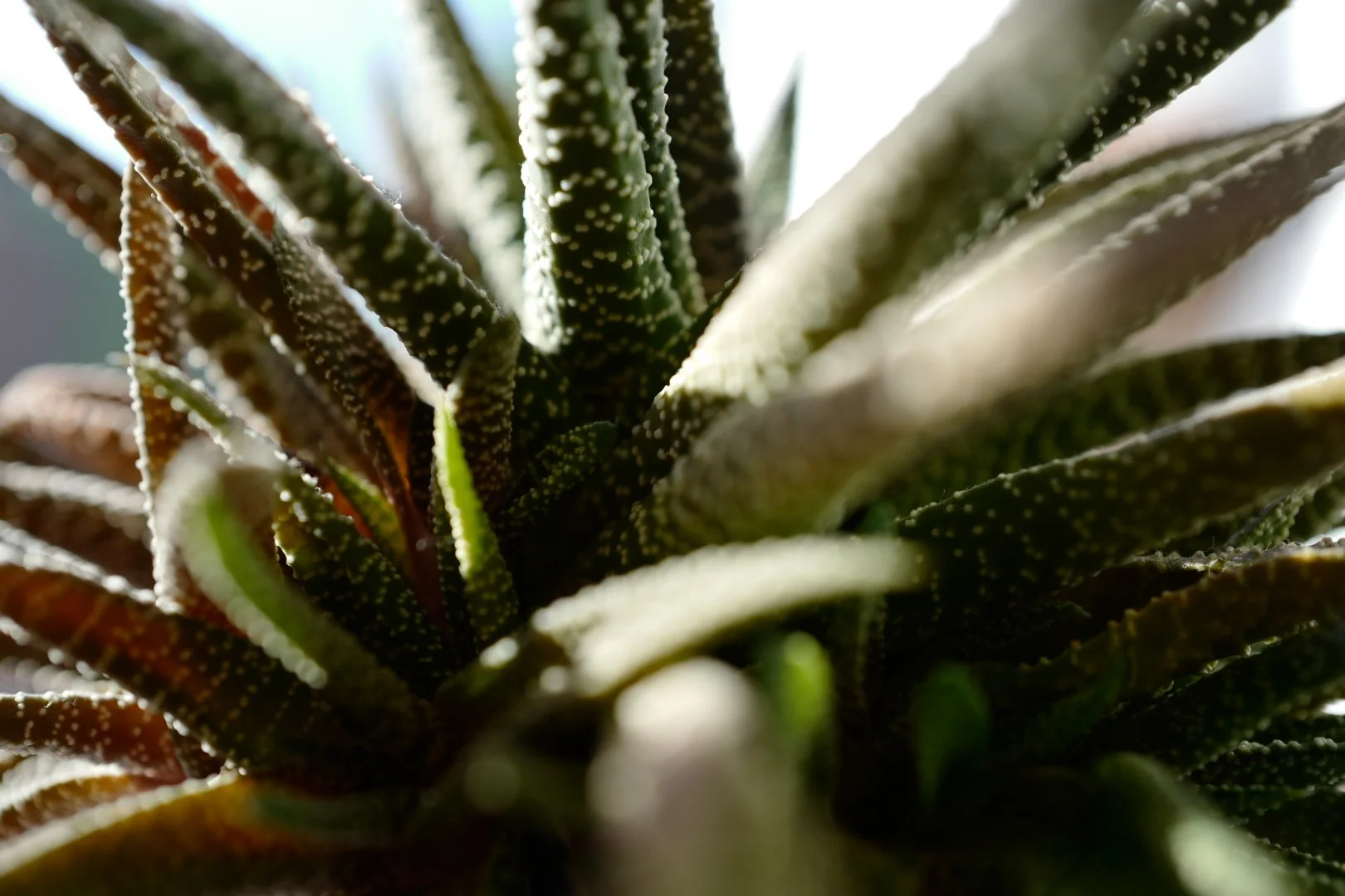 Still Life - Aloe