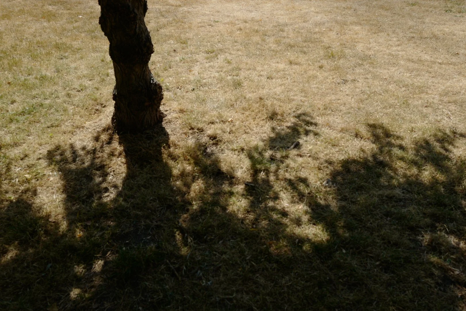 Hottest Day Leaf Shadows III