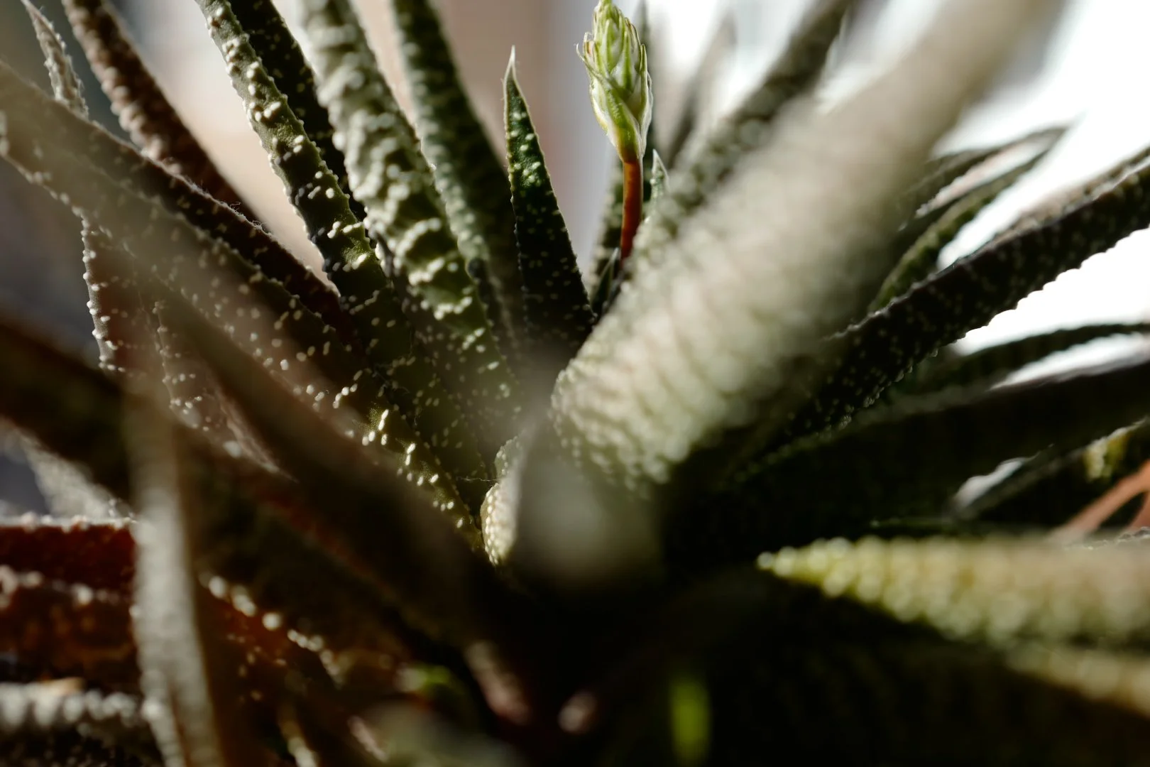 Still Life - Aloe II