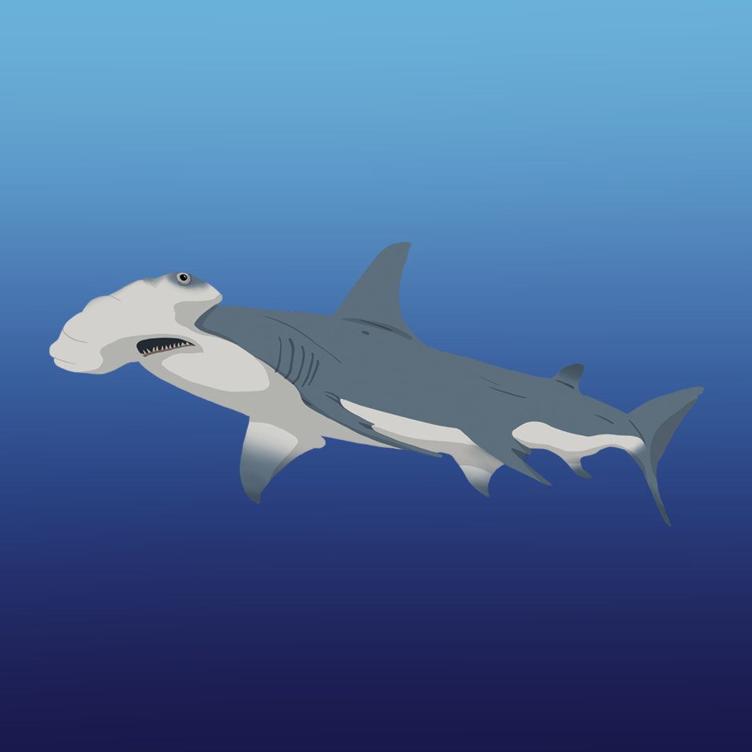 Hammerhead Shark, Procreate, 2020
