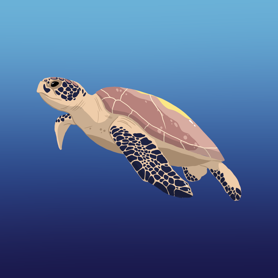 Turtle, Procreate, 2020