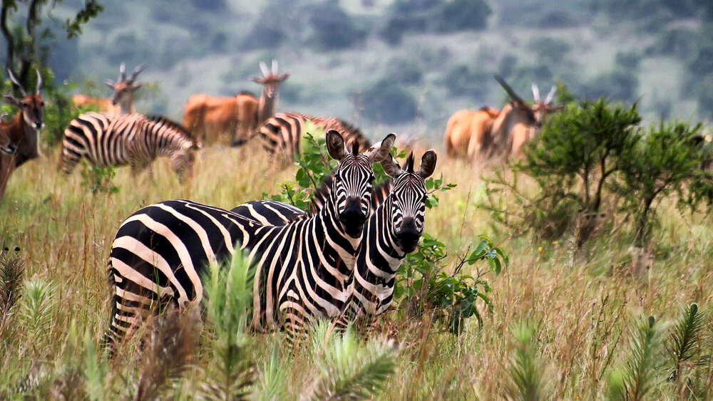 Akagera National Park.jpg