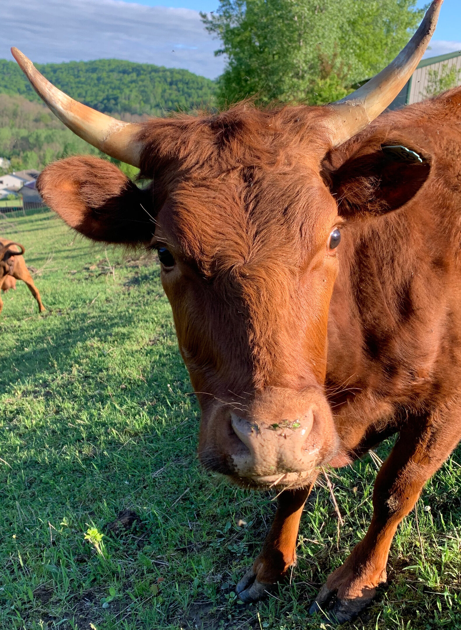 dexture cow dexture cow