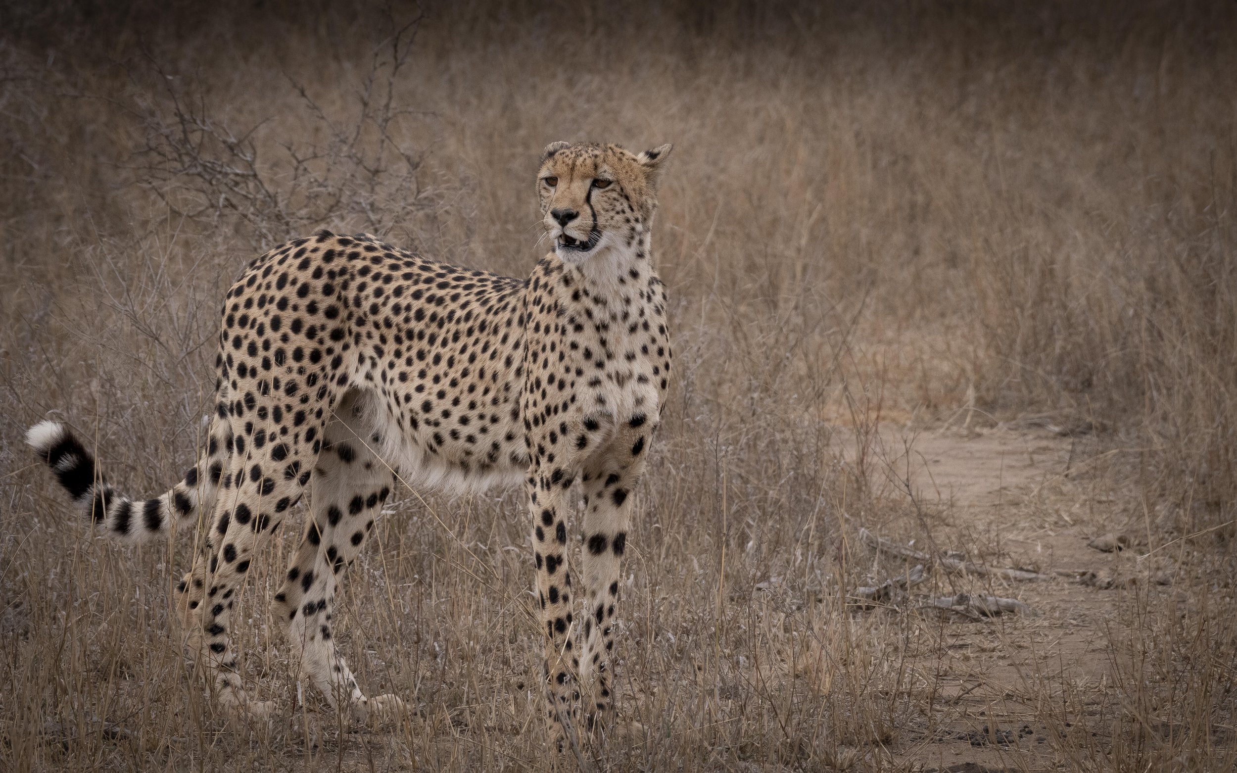 Cheetah 2.jpg