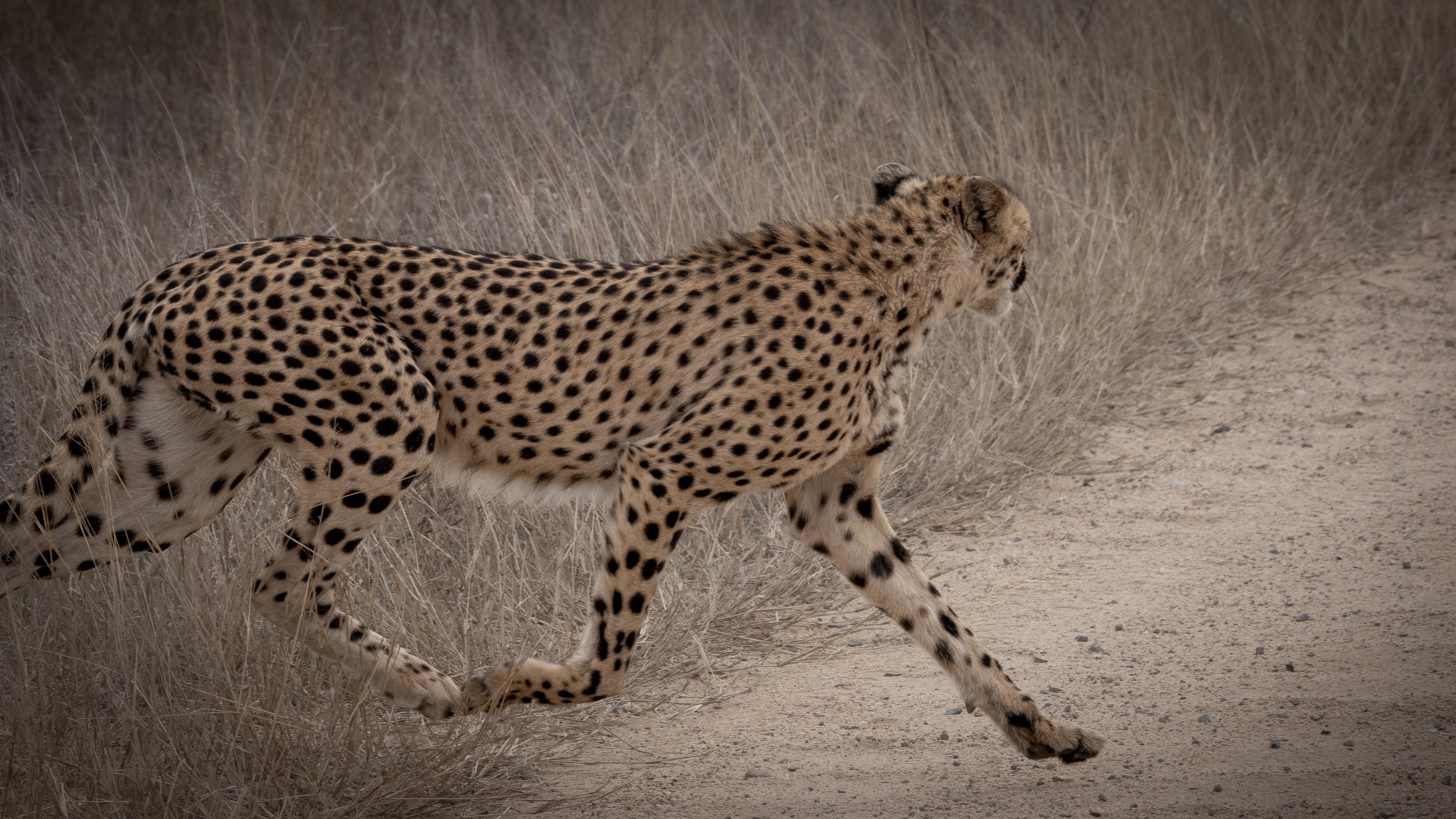 Cheetah on the move.jpg