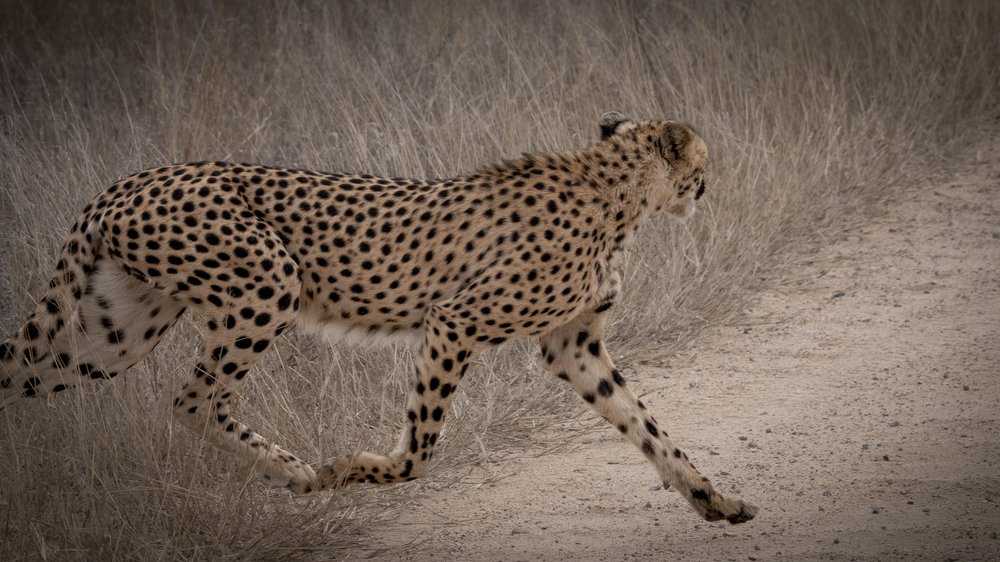 Cheetah on the move.jpg