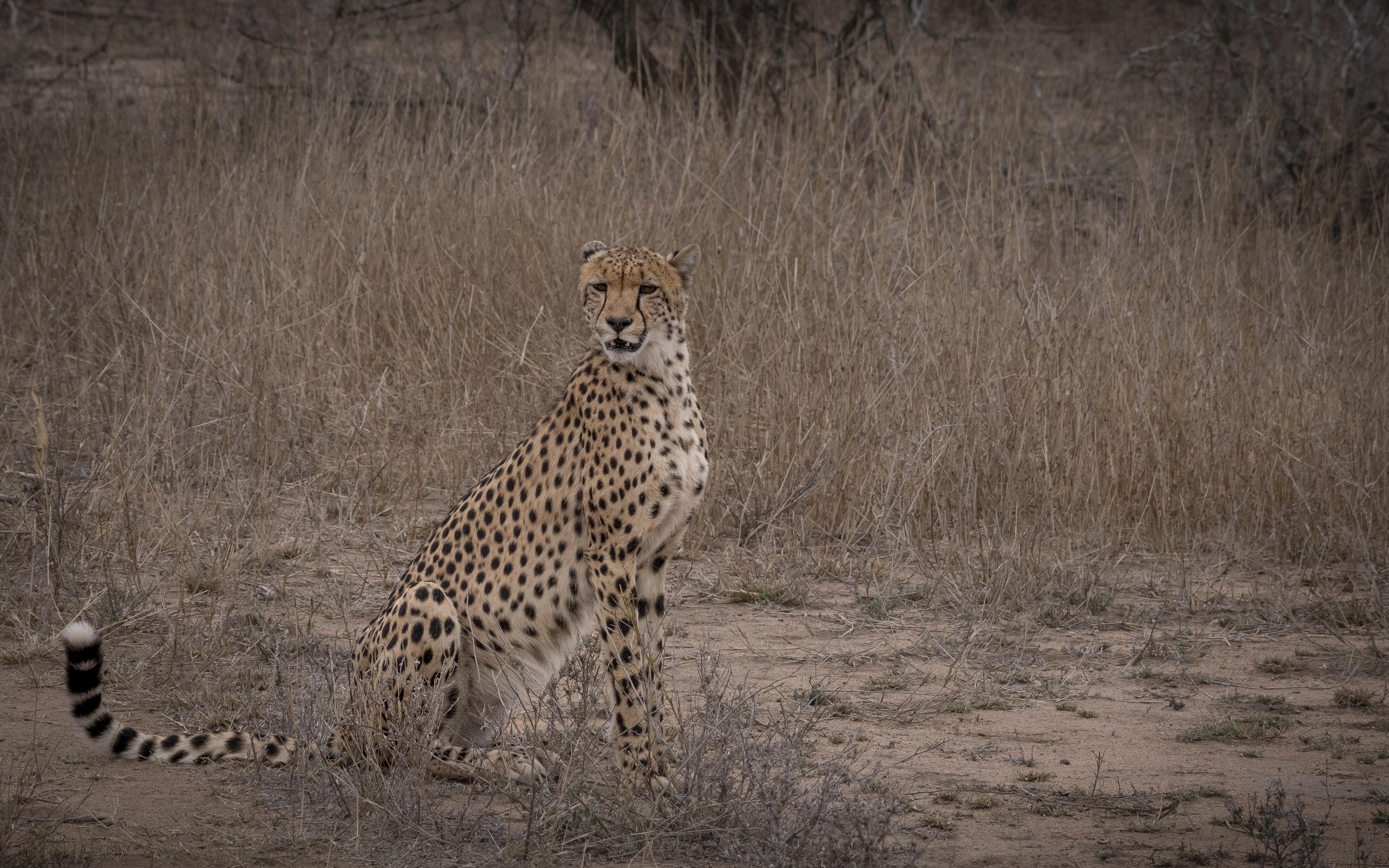 Cheetah 7_.jpg
