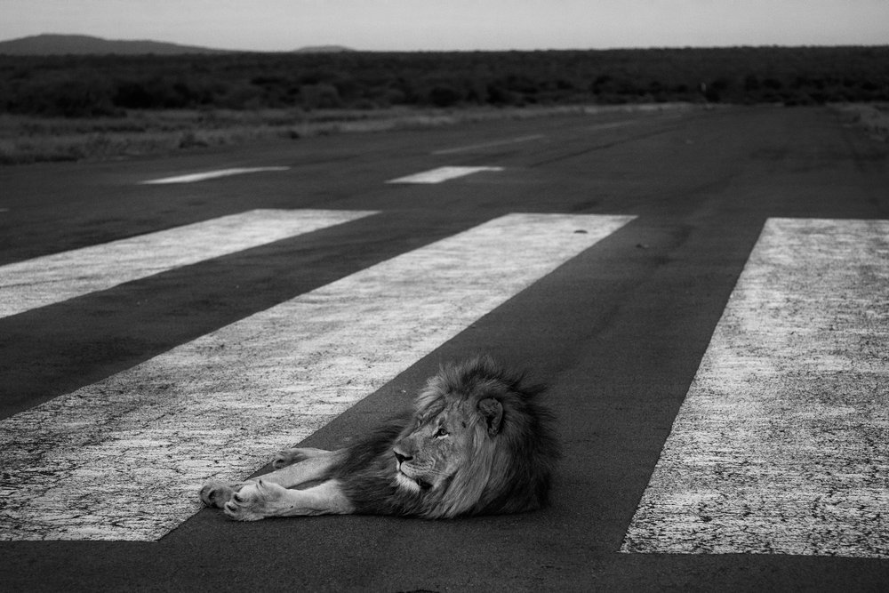 Lion on the Runway.jpg