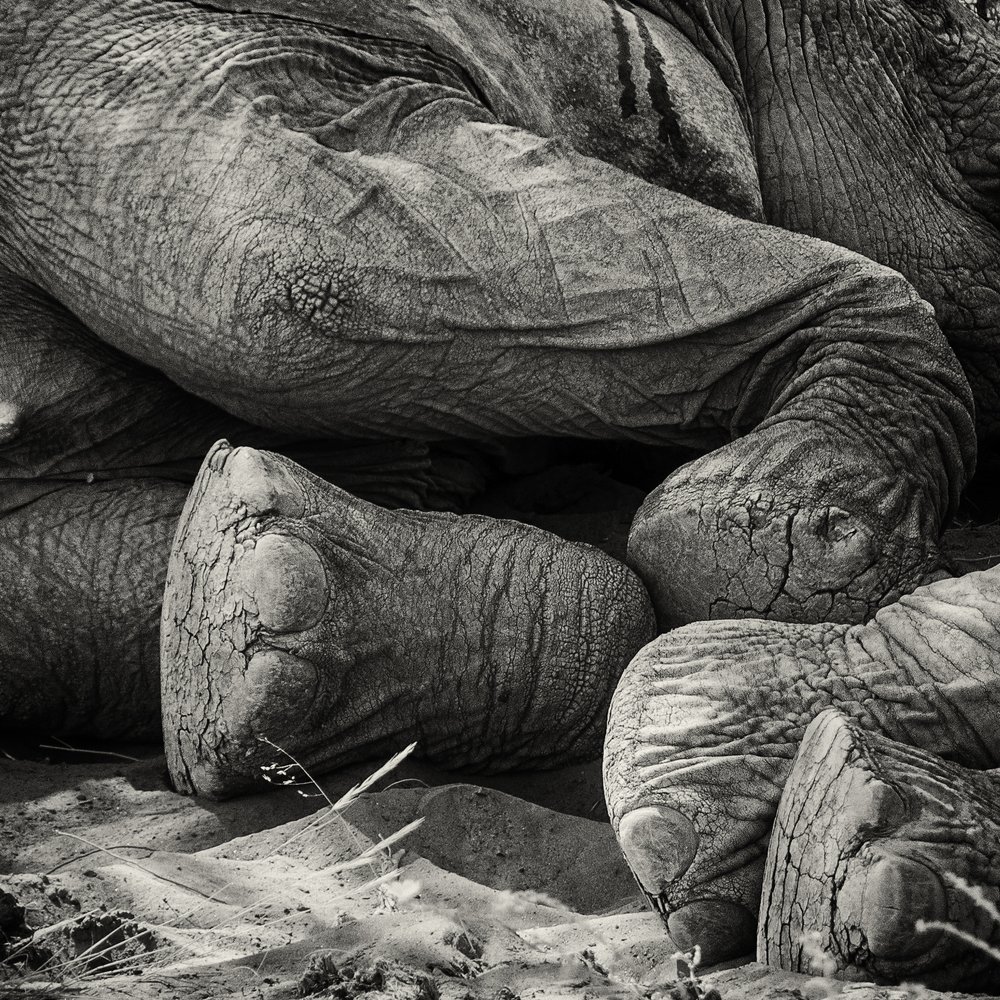 Elephant Forms VII.jpg