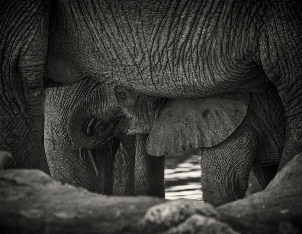 Elephant Forms I.jpg