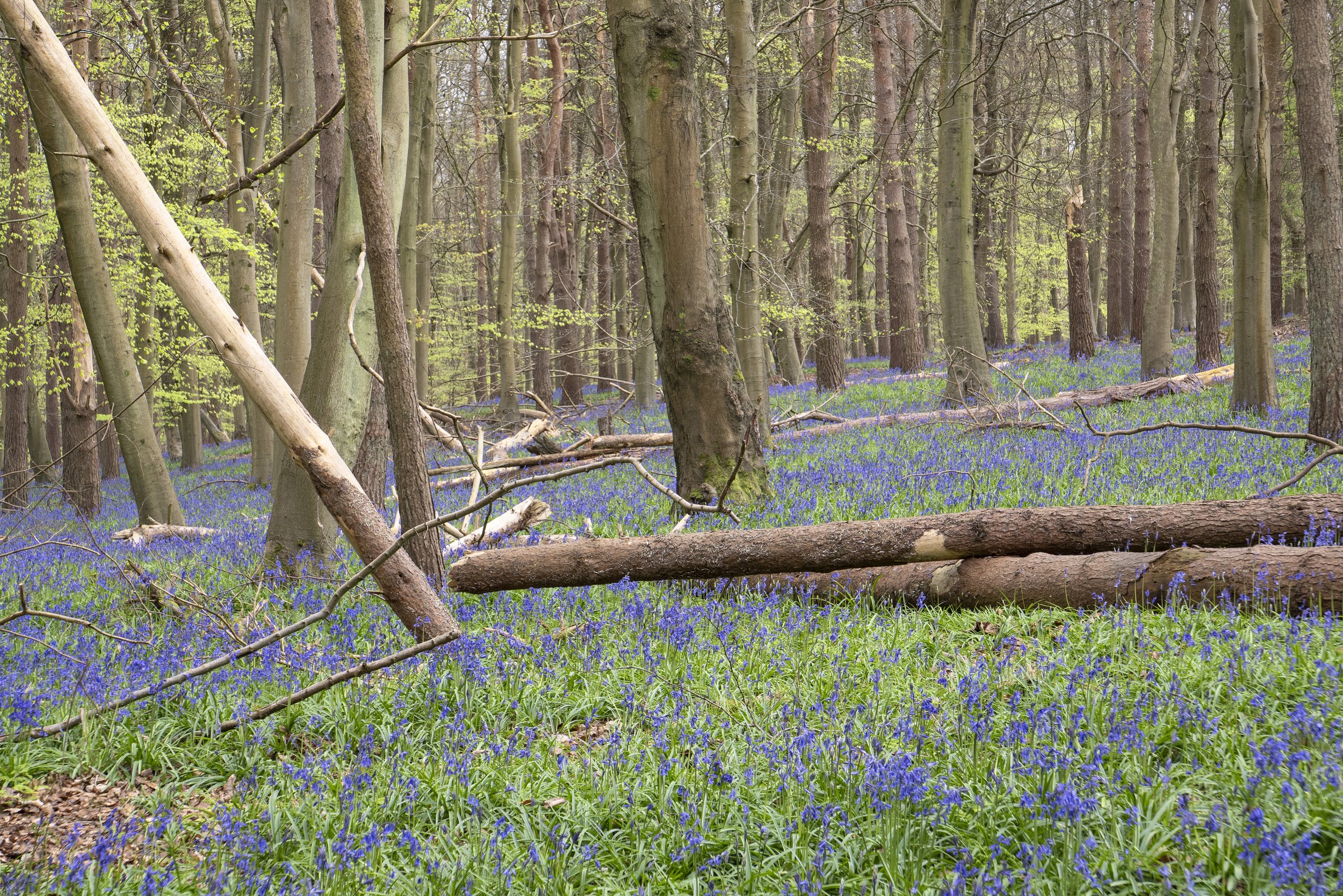 Bluebells, Study II