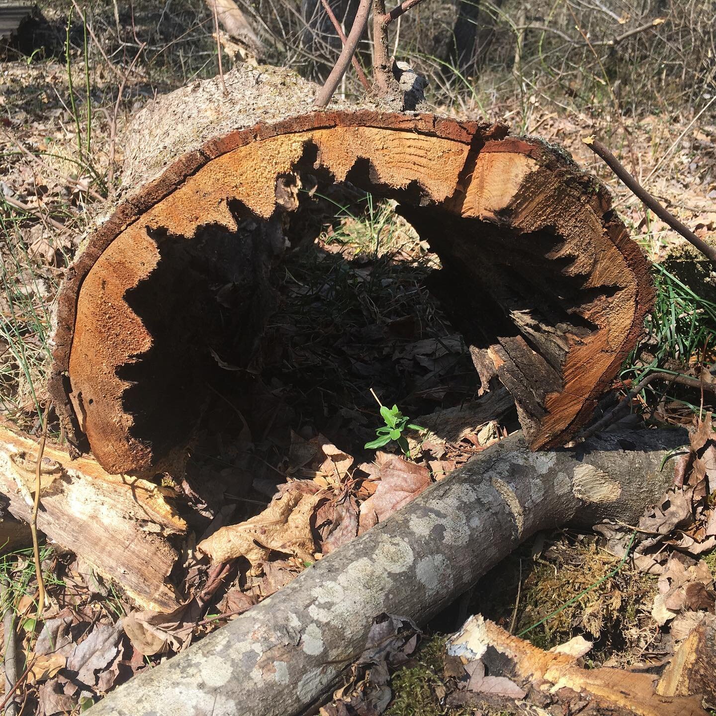 contour observations. #awalkinthewoods #contour #observation #forest #crosssection #arch #pair #mimicry #crawl #stump #roots