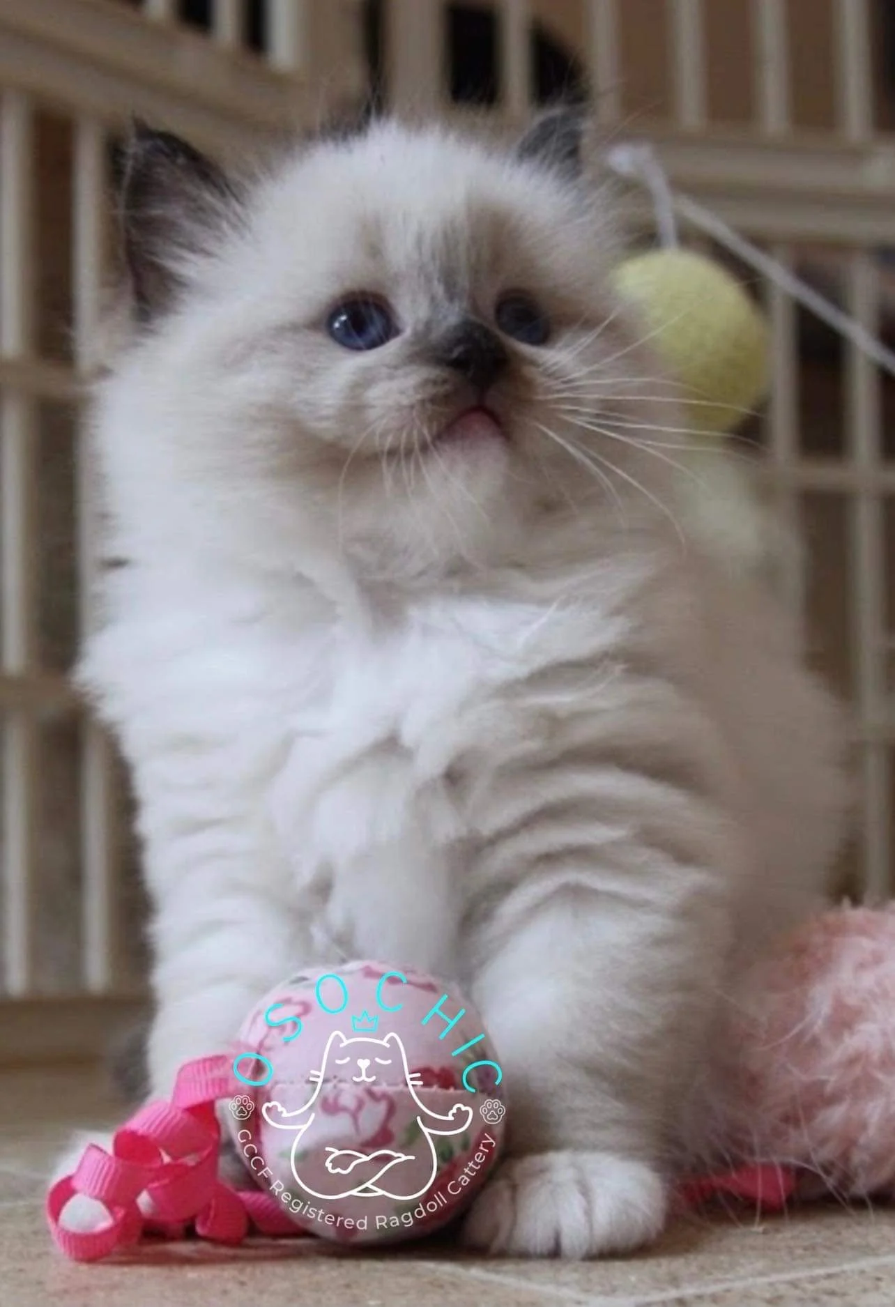 Ragdoll Breeders — Registered Pets