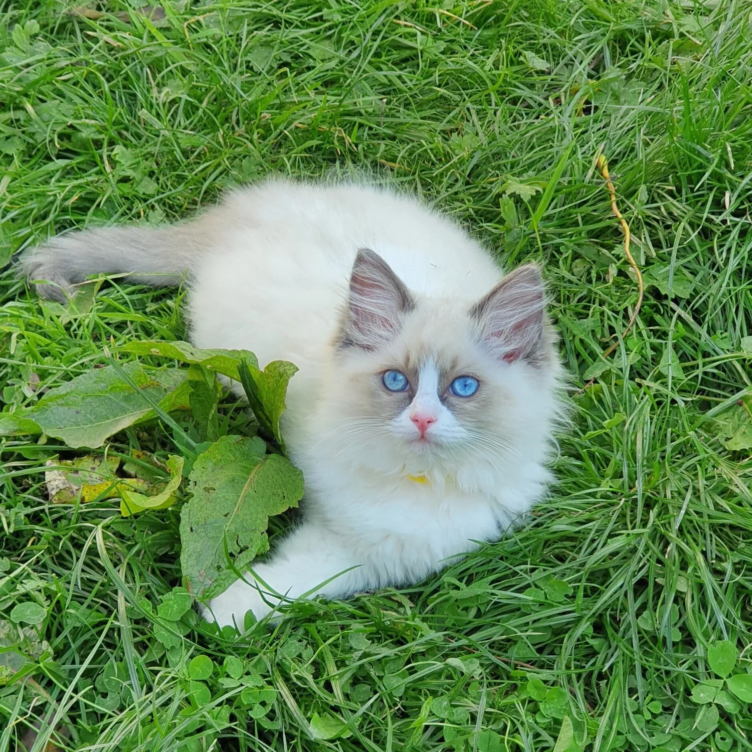 Ragdoll Breeder Near Me, A Guide to Finding the Right One