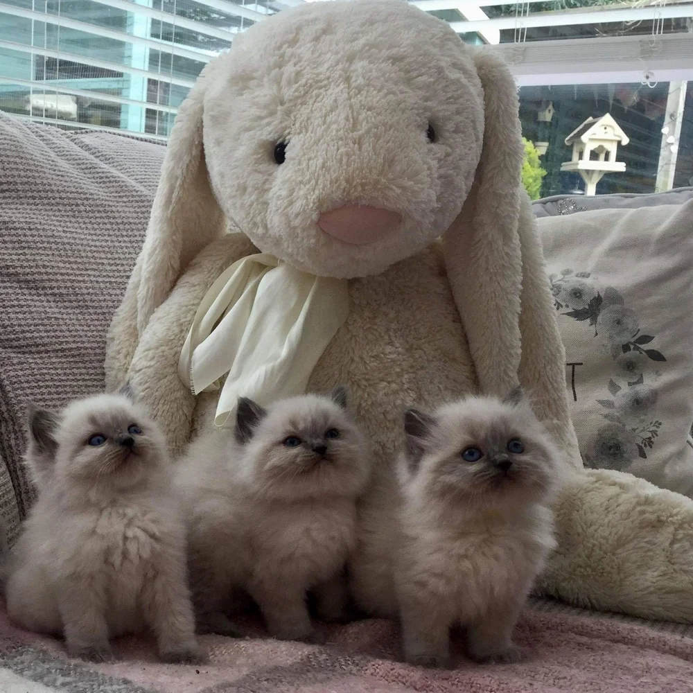 Ragdoll breeder near me