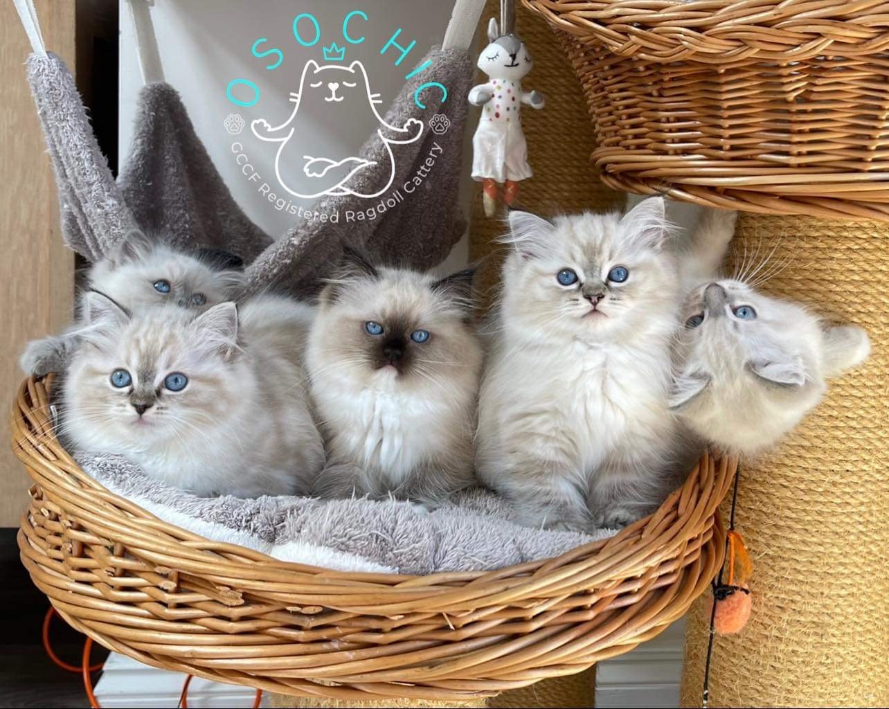 Osochic ragdolls 2025
