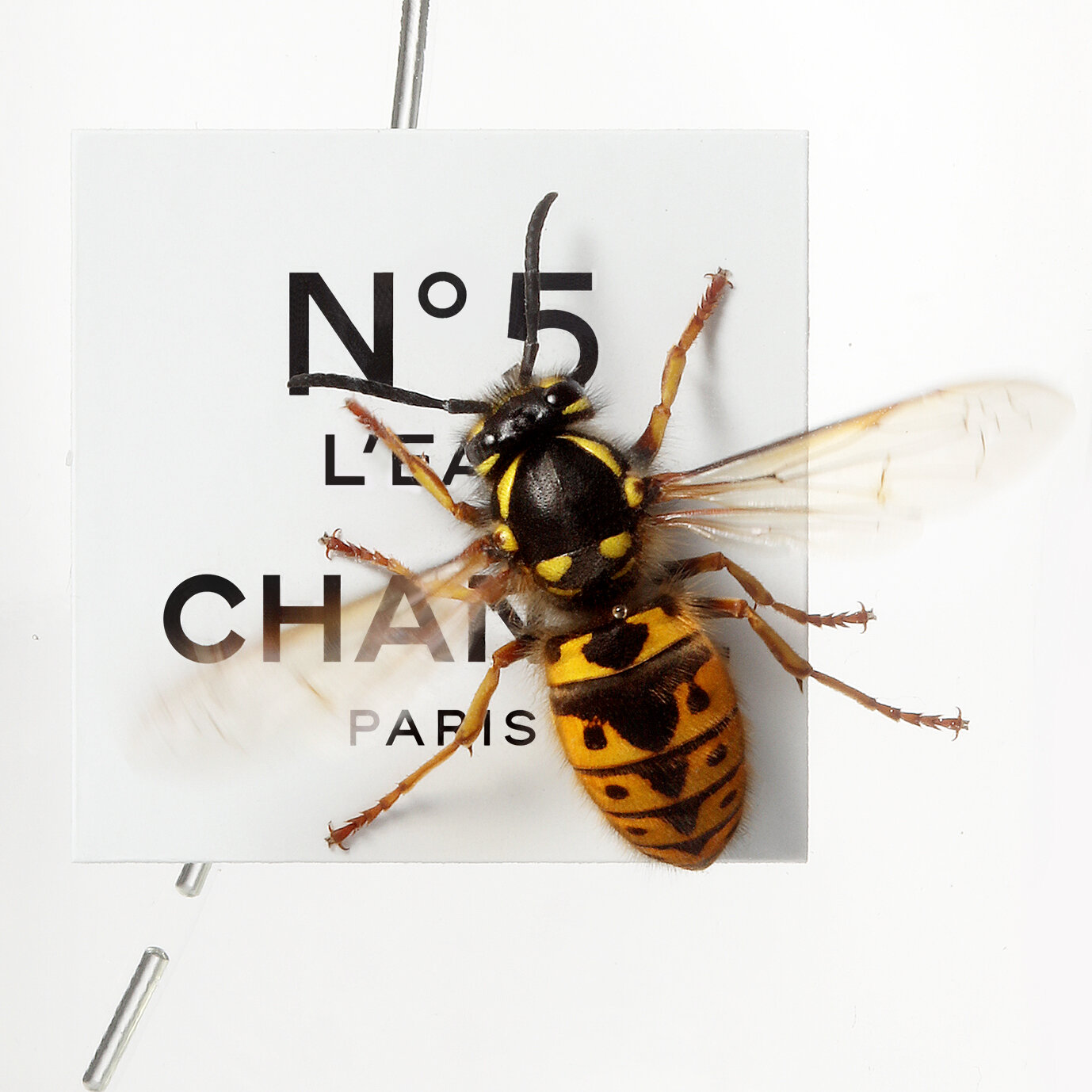 1 WASP ON NO 5.jpg