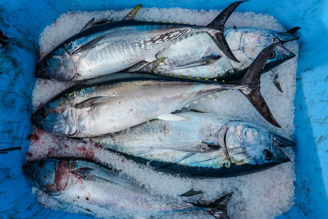 Building a sustainable UK bluefin tuna fishery