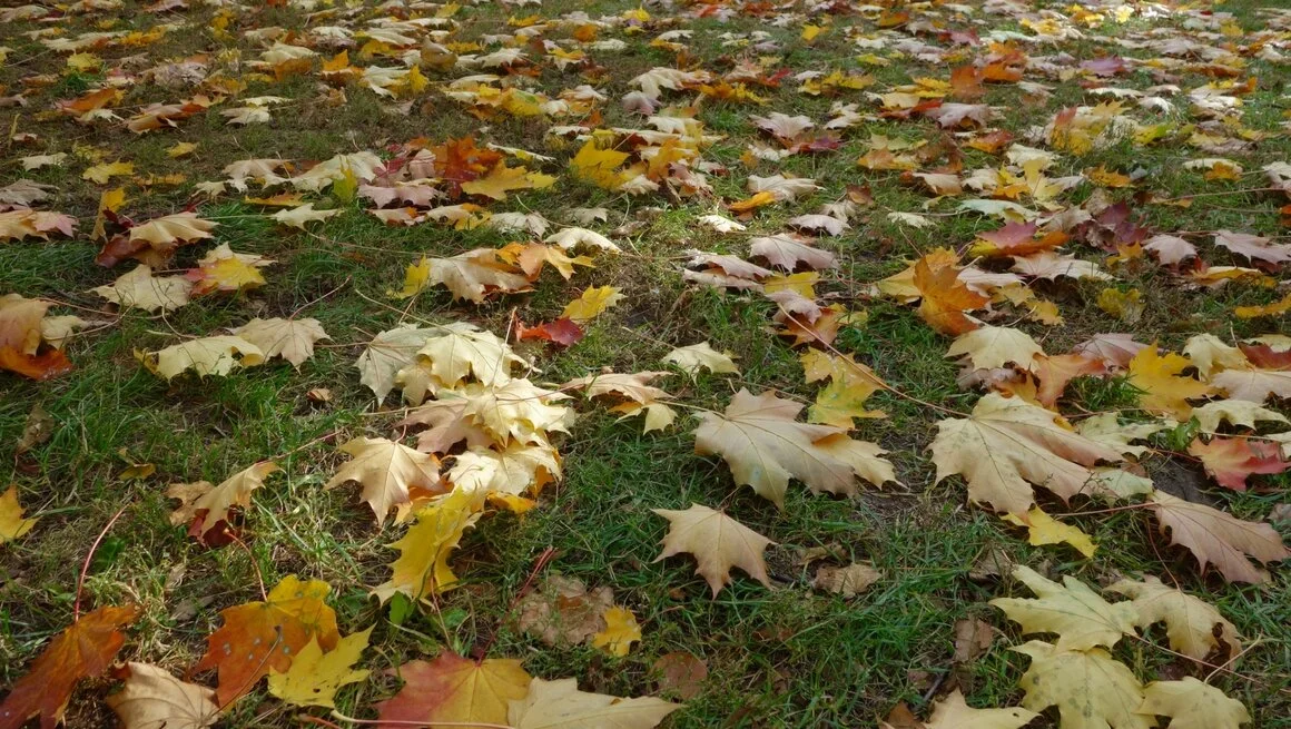 Fallen leaves, Fallen leaves, Fallen leaves on the Ground