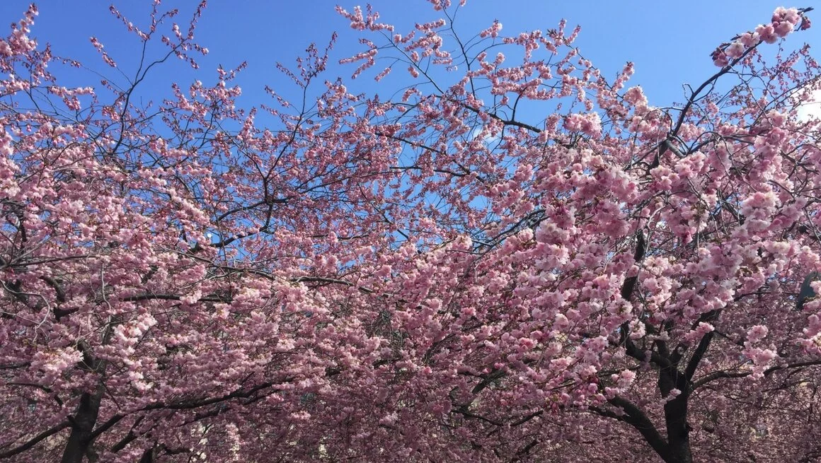 Cherry Blossoms in Stockholm